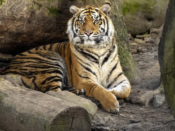 Hembra Tigre Sumatra Panthera Tigris Sumatrae Observa Trabajo Del Fotógrafo — Foto de Stock