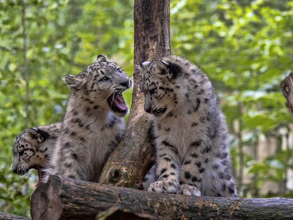 Female Snow Leopard Panthera Uncia Cubs Sits Elevated Spot — стокове фото