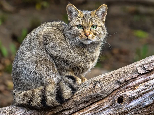 European Wild Cat Felis Silvestris Observes Work Photographer — Stock Photo, Image