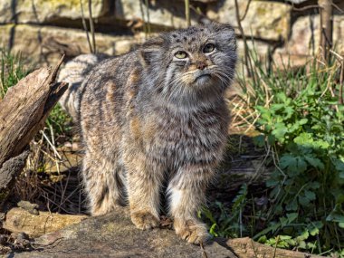 Yetişkin bir erkek Pallas kedisi olan Otocolobus manul, çevreyi gözlemler.
