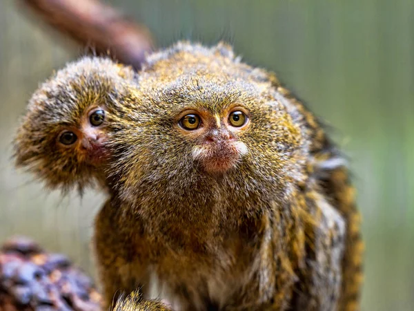 Dişi pigme marmoset, Callithrix pigmaea ve yavrusu.