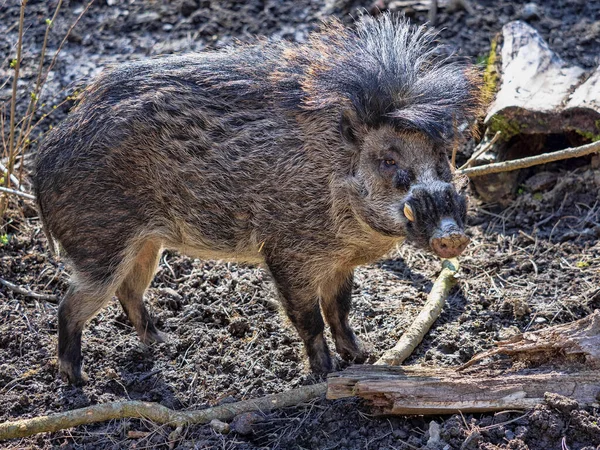 Porträt Eines Seltenen Visayanischen Warzenschweins Sus Cebifrons Negrinus Das Vom — Stockfoto