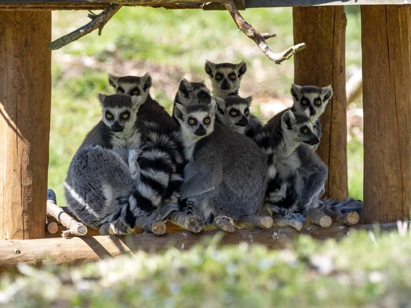 Família Lemur Cauda Anelada Lemur Catta Observa Fotógrafo Trabalho — Fotografia de Stock