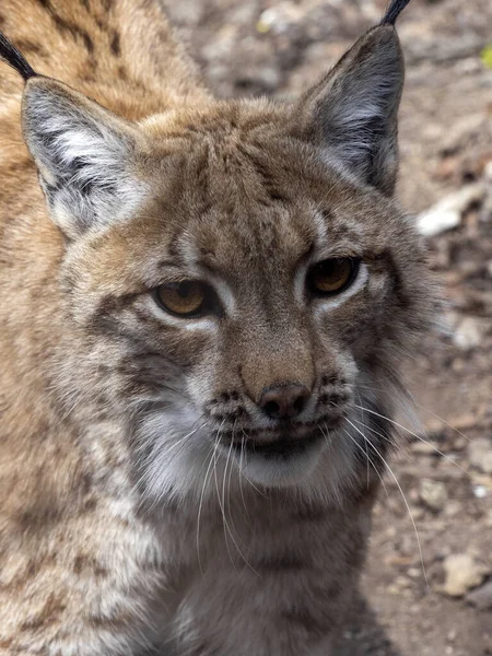 一只雌性斯堪的纳维亚山猫 Lynx Lynx Lynx 观察摄影师的作品 — 图库照片