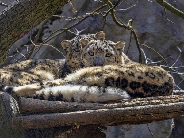 Leopardo Nieve Panthera Uncia Observa Los Alrededores Lugar Elevado — Foto de Stock
