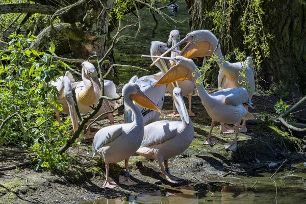 Great White Pelican Group Pelecanus Onocrotalus Open Beaks — Stock Photo, Image