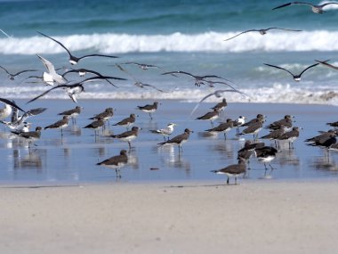 Güney Umman 'ın deniz kıyısında çeşitli su kuşları sürüleri vardır.