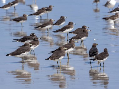 Güney Umman 'ın deniz kıyısında çeşitli su kuşları sürüleri vardır.