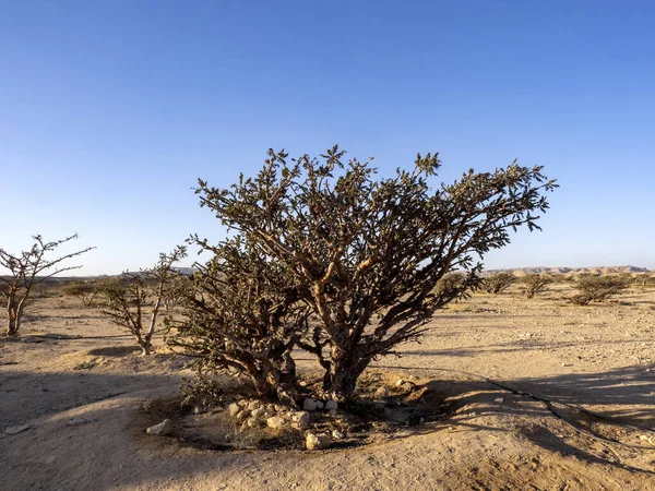 Θάμνος Frankincense Boswellia Sacra Wadi Dawkah Ομάν — Φωτογραφία Αρχείου