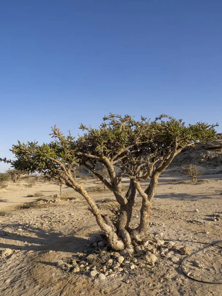 Arbusto Incenso Boswellia Sacra Wadi Dawkah Omã — Fotografia de Stock