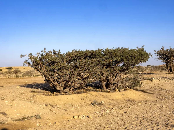 Arbusto Incenso Boswellia Sacra Wadi Dawkah Omã — Fotografia de Stock