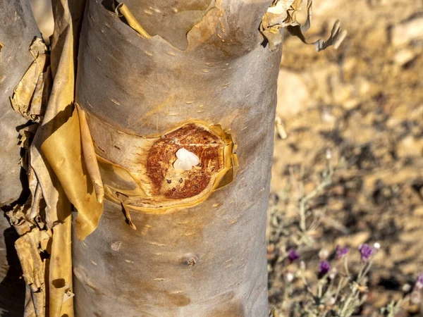 Tütsü Kabilesi, Boswellia Sacra, Wadi Dawkah, Umman
