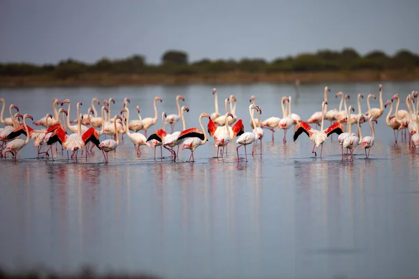Grandes Bandos Rosa Flamingo Phoenicopterus Roseus Lagos Sardenha — Fotografia de Stock