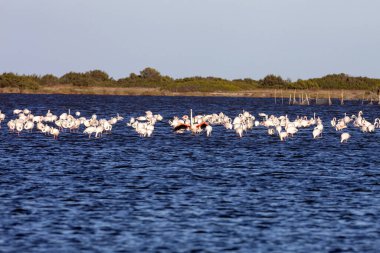 Büyük Rosa Flamingo sürüleri, Phoenicopterus gülü, Sardunya 'daki göllerde