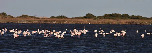 Velká Hejna Rosa Flamingo Phoenicopterus Roseus Jezerech Sardinii — Stock fotografie