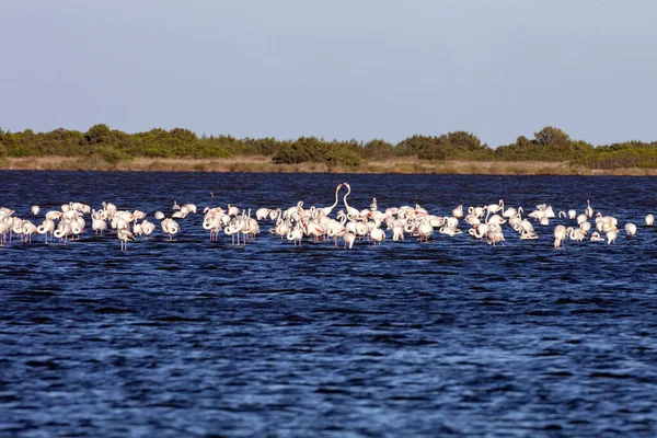 Stora Flockar Rosa Flamingo Phoenicopterus Roseus Sjöar Sardinien — Stockfoto