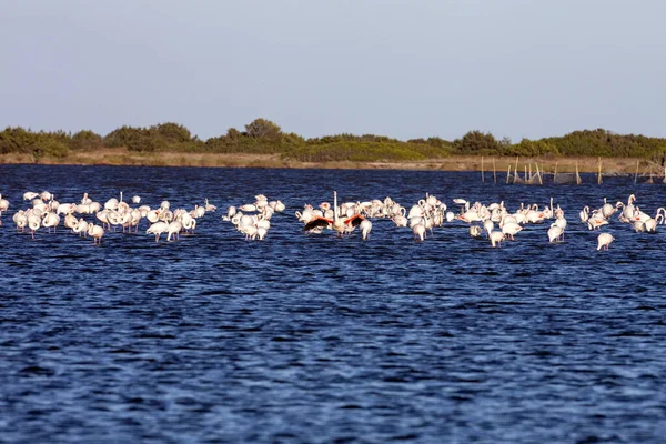 Große Schwärme Von Rosa Flamingo Phoenicopterus Roseus Auf Seen Sardinien — Stockfoto