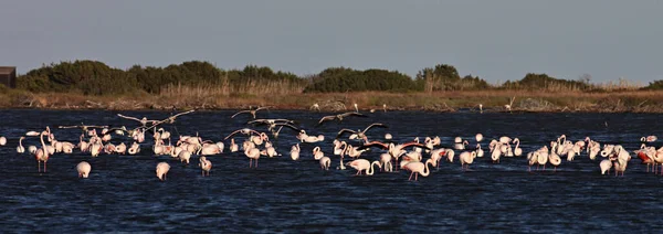 Grandes Bandos Rosa Flamingo Phoenicopterus Roseus Lagos Sardenha — Fotografia de Stock