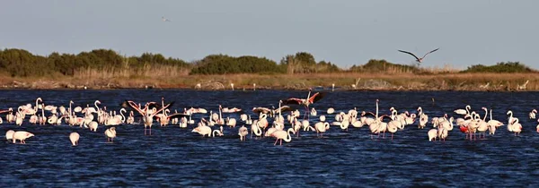 Grote Kuddes Rosa Flamingo Phoenicopterus Roseus Meren Sardinië — Stockfoto