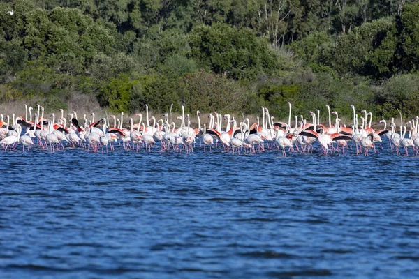在撒丁岛的湖面上 有大量的玫瑰 火烈鸟和迷迭香群 — 图库照片