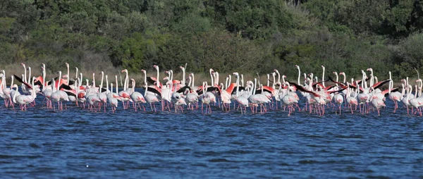 Grandes Bandos Rosa Flamingo Phoenicopterus Roseus Lagos Sardenha — Fotografia de Stock