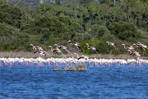 火烈鸟号 Phoenicopterus Roseus 正在撒丁岛的湖上起飞 — 图库照片