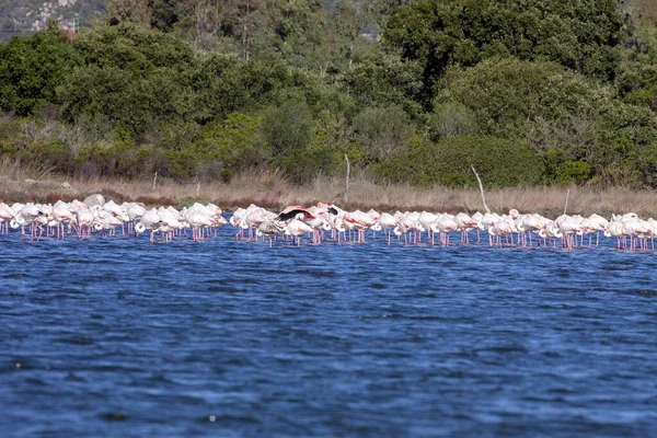 Large Flocks Rosa Flamingo Phoenicopterus Roseus Lakes Sardinia — Stock Photo, Image