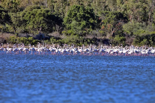 在撒丁岛的湖面上 有大量的玫瑰 火烈鸟和迷迭香群 — 图库照片