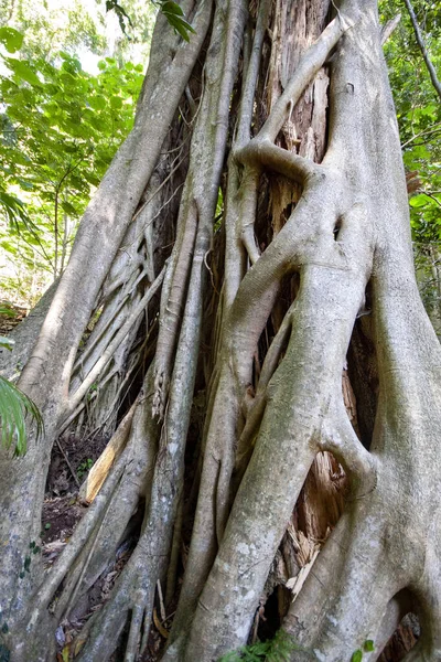 Arbres Forestiers Massifs Dans Réserve Wilson River Australie Occidentale — Photo