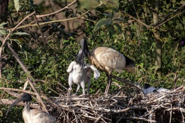 Büyük yuva kolonisi, Molukken aynası, Theristicus molucca, Batı Avustralya