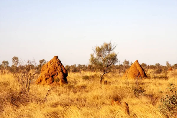 Крупные Термитные Курганы Западной Австралии — стоковое фото