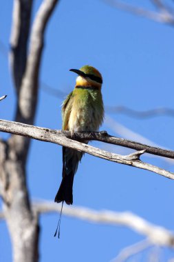 Güzel renkli bir Gökkuşağı arısı yiyici, Merops ornatus, bir dalda oturuyor. Avusturalya