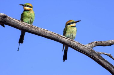 Güzel renkli bir Gökkuşağı arısı yiyici, Merops ornatus, bir dalda oturuyor. Avusturalya