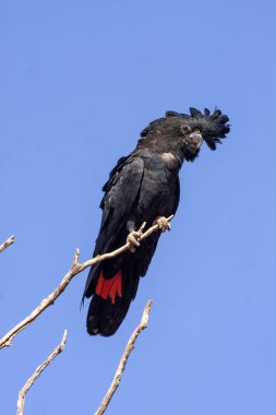 Nadir bir Kızıl Kuyruklu Siyah Papağan, Calyptorhynchus banksii, bir dalda oturur. Avusturalya