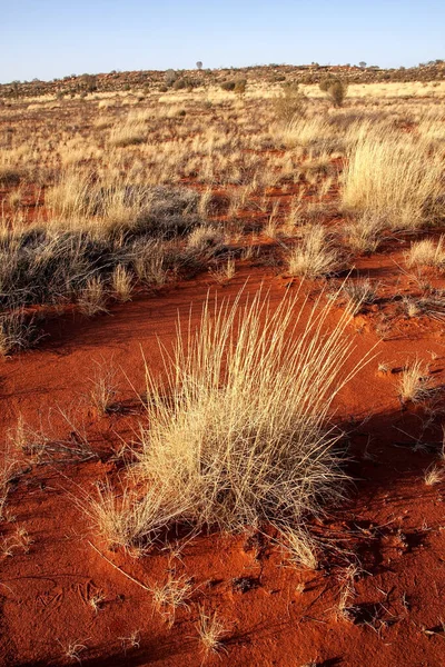 Пустынный Пейзаж Редкой Растительностью Красным Песком Австралия — стоковое фото