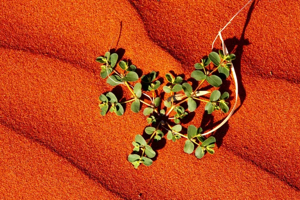 Opustoszony Krajobraz Rzadką Roślinnością Czerwonym Piaskiem Australia — Zdjęcie stockowe