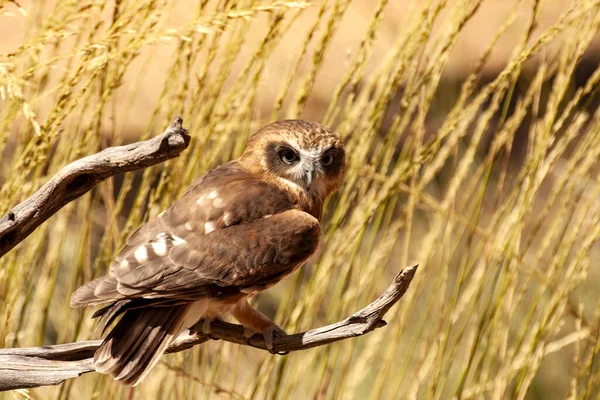 Boobook Meridionale Ninox Boobook Piccolo Gufo Dall Australia Nella Notte — Foto Stock