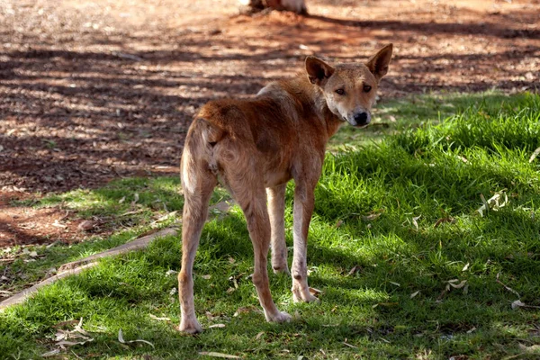Vahşi Dingo Canis Dingo Avustralya Çalılıklarında Dolaşıyor — Stok fotoğraf