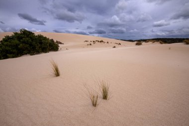 Sahilde beyaz kum ve seyrek bitki örtüsü, Çakmaktaşlar Chase Ulusal Parkı. Avusturalya