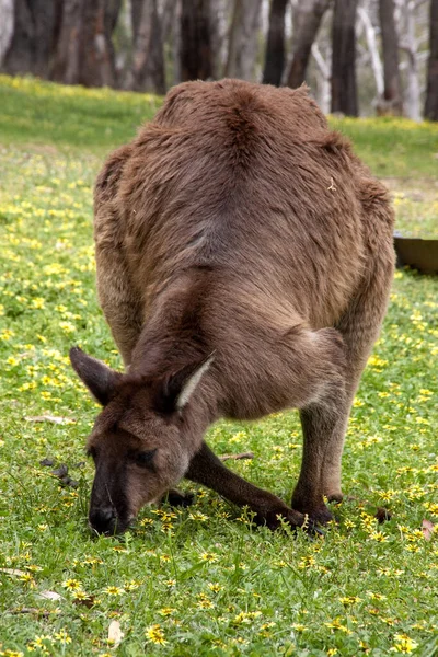 Canguro Gris Occidental Macropus Fuliginosus Uno Los Grandes Canguros Australia — Foto de Stock