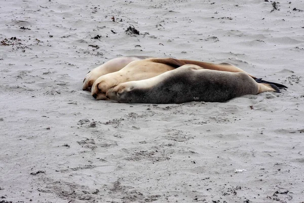 Kleine Gruppen Australischer Seelöwen Neophoca Cinerea Liegen Sand Ufer Des — Stockfoto