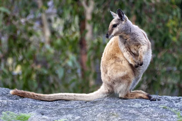 Tammar Wallaby Macropus Eugenii Сидит Скале Наблюдает Окружающей Средой Австралия — стоковое фото