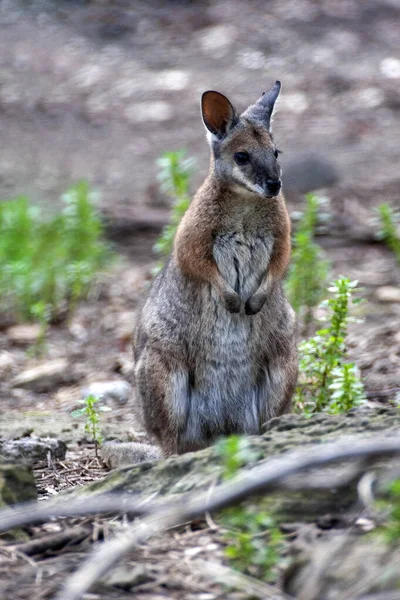 Ein Wallaby Sumpf Wallabia Bicolor Sitzt Auf Dem Boden Und — Stockfoto