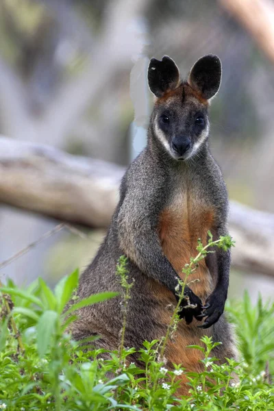 Een Wallaby Moeras Wallabia Bicolor Zittend Grond Zoek Naar Voedsel — Stockfoto