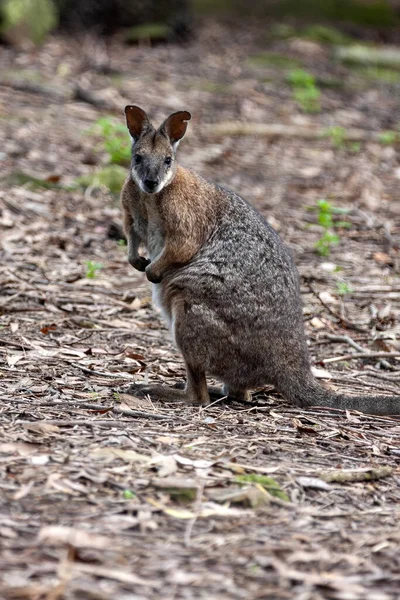 Bagno Wallaby Dwukolorowy Wallabia Siedzący Ziemi Szukający Jedzenia Australia — Zdjęcie stockowe