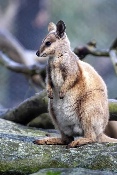 Czarnostopy Rock Wallaby Siedzi Pniu Drzewa Szuka Jedzenia Australia — Zdjęcie stockowe