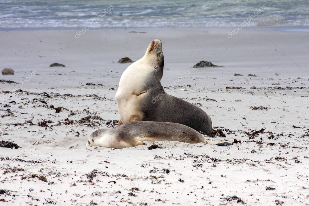 Small groups of Australian Sea lion, Neophoca cinerea,  lie in the sand on the shore, Flinders Chase National Park. Australia