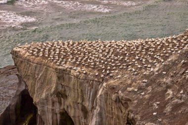 Avustralya sümsük kuşu kolonisi, Morus server, Muriwai Sahili Yeni Zelanda Kuzey İzlanda