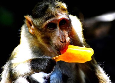 A Monkey is eating something