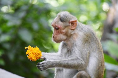 A Monkey is eating something